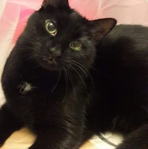 **NFS** Meet my boujee cat, Romeo